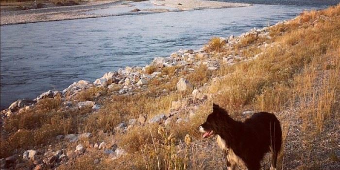 A dog standing on the bank of a river.