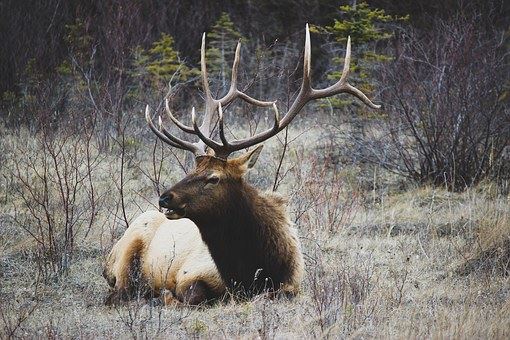 elk